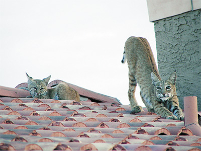 bobcat stretching